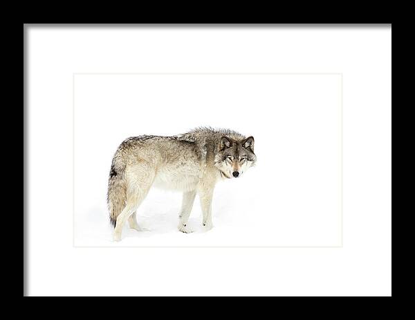 Wolf Framed Print featuring the photograph Canadian Timber Wolf Walking Through The Snow by Jim Cumming