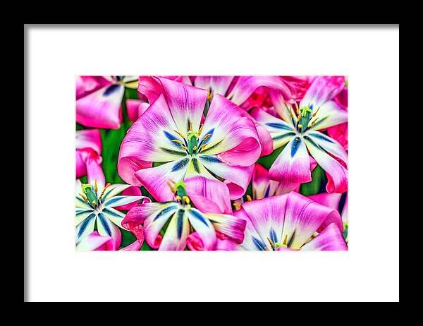 Keukenhof Framed Print featuring the photograph Candy Pink Flowers by Nadia Sanowar