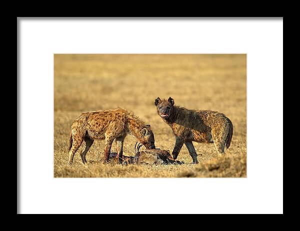Spotted Framed Print featuring the photograph Cannibalism by Nicols Merino
