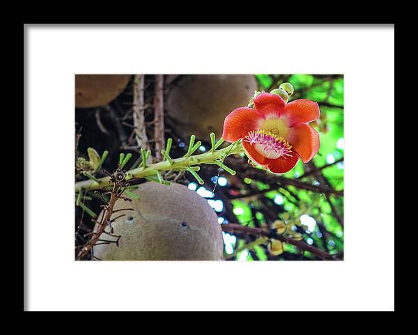 Cannonball Framed Print featuring the photograph Cannonball Tree Flower by Robert Wilder Jr