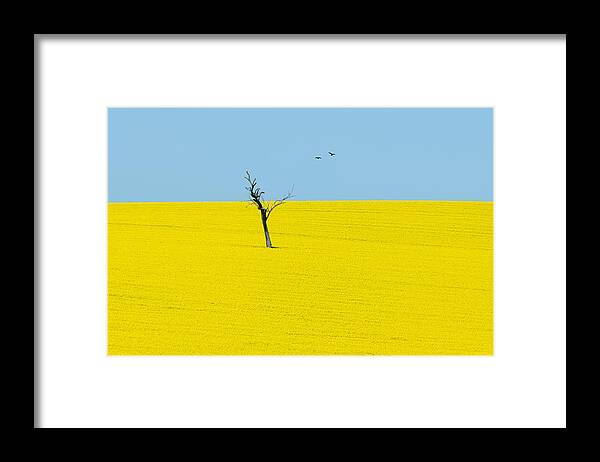 Landscape Framed Print featuring the photograph Canola Flowers by Ivylu