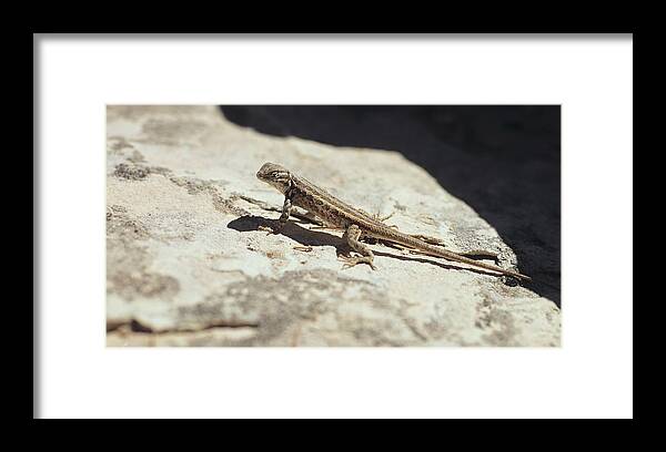 Lizard Framed Print featuring the photograph Canyonland 19 by Gordon Semmens
