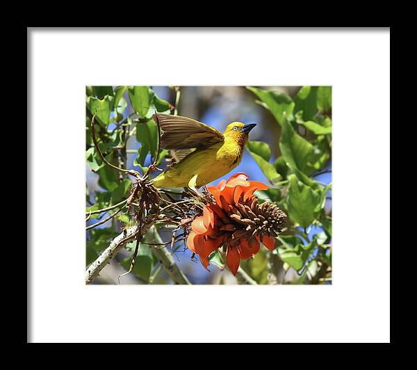 Weaver Framed Print featuring the photograph Cape Weaver by Ben Foster