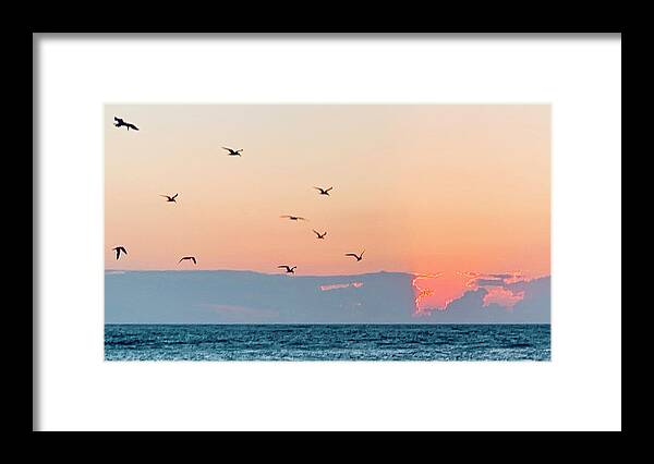 Birds Framed Print featuring the photograph Captiva Island Seabirds Looking for Fish by Shelly Tschupp