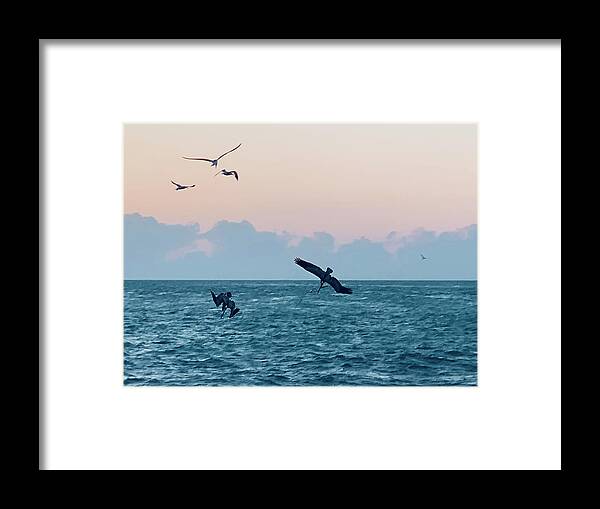 Birds Framed Print featuring the photograph Captiva Island Sunset Seagulls Feast 4 by Shelly Tschupp