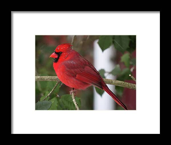 Cardinal Framed Print featuring the photograph Cardinal in Winter by Linda Stern