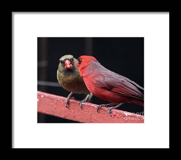 Female Northern Cardinal Framed Print featuring the photograph Cardinal Love 1 by Patricia Youngquist