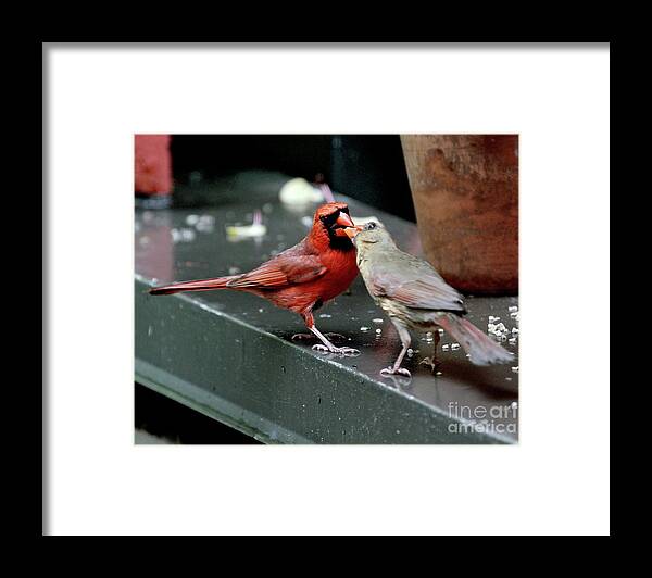 Female Northern Cardinal Framed Print featuring the photograph Cardinal Love 2 by Patricia Youngquist