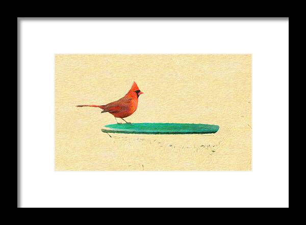 Cardinal Framed Print featuring the photograph Cardinal Red Bird by Diane Lindon Coy