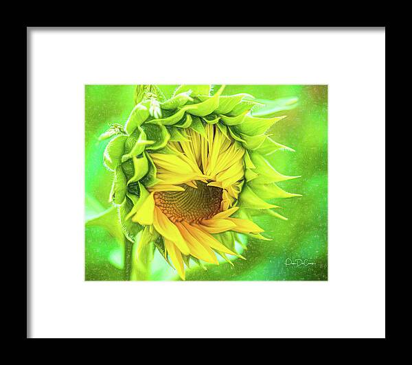Sunflower Framed Print featuring the photograph Carefree by Pam DeCamp
