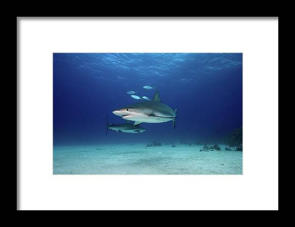 Underwater Framed Print featuring the photograph Caribbean Reef Sharks by James R.d. Scott