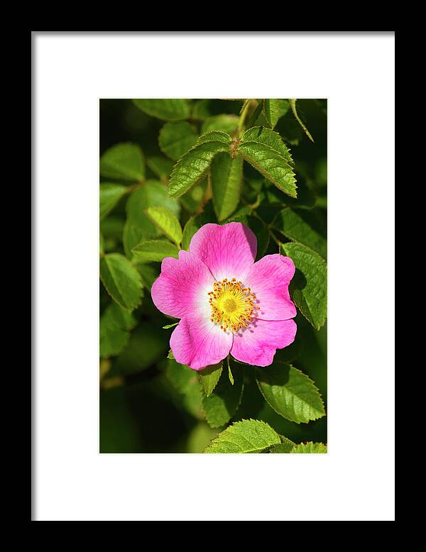 Allegheny Plateau Framed Print featuring the photograph Carolina Or Pasture Rose by Michael Gadomski