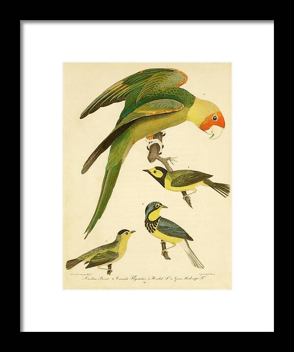 Birds Framed Print featuring the mixed media Carolina Parrot by Alexander Wilson