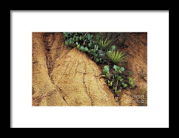 Cactus Framed Print featuring the photograph Cascading Cactus by Joan Bertucci
