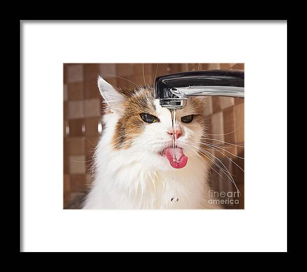 Drop Framed Print featuring the photograph Cat Drinking Water In Bathroom by Phant
