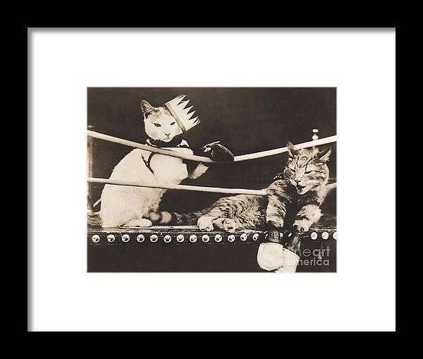 1910s Framed Print featuring the photograph Cat Fight by Everett Collection