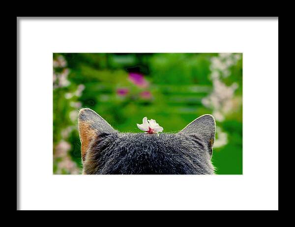 Cat Framed Print featuring the photograph Cat Under A Cherry Tree by Alida M Haslett