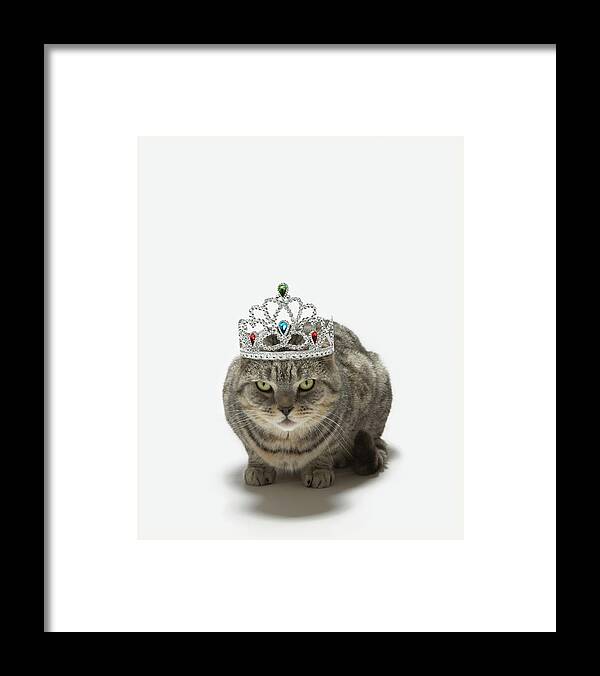 Crown Framed Print featuring the photograph Cat Wearing A Tiara by Tim Macpherson