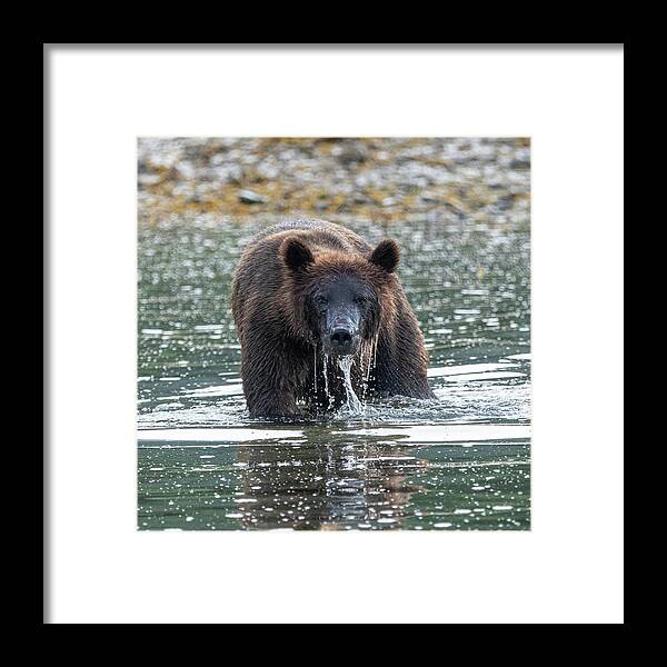 Bear Framed Print featuring the photograph Catching Salmon by Mark Hunter