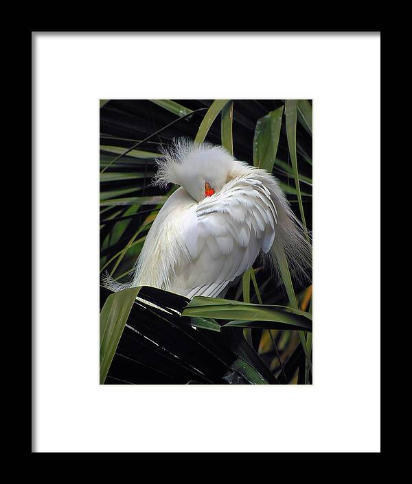 Egret Framed Print featuring the photograph Catching the Red Eye by Michael Allard