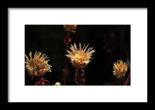 Palo Duro Canyon Framed Print featuring the photograph Catcus Blooms by George Taylor