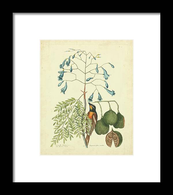 Animals Framed Print featuring the painting Catesby Bird & Botanical II by Mark Catesby