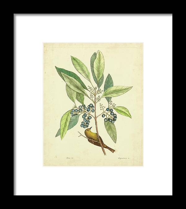 #faatoppicks Framed Print featuring the painting Catesby Bird & Botanical V by Mark Catesby