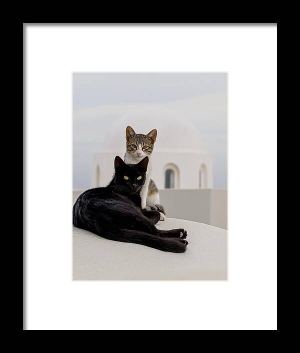 Animals Framed Print featuring the photograph Cats On A (cold) Cement Roof by Wyn Lewis-bevan