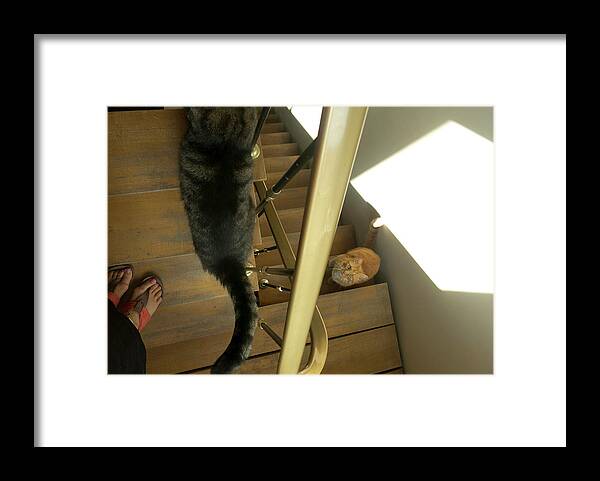 2 Cats Framed Print featuring the photograph Cats On The Stairs by Inge Elewaut