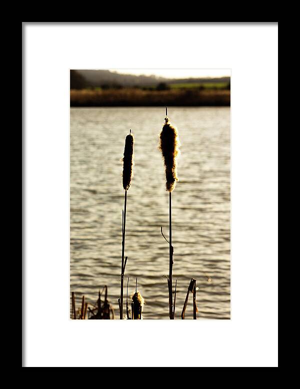 Agriculture Framed Print featuring the photograph Cattails in the sun by Scott Lyons
