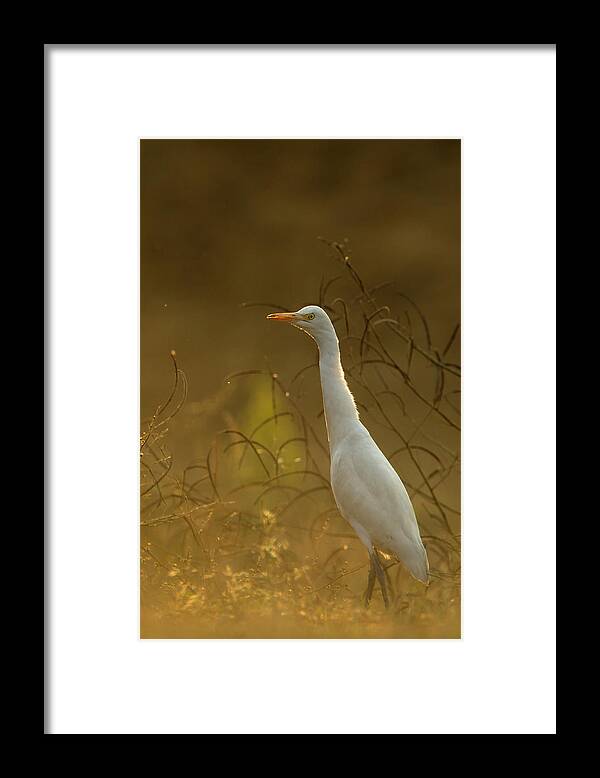 Animal Themes Framed Print featuring the photograph Cattle Egret Bubulcus Ibis by Andrew Sproule