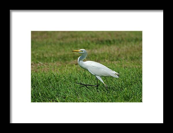 Grass Framed Print featuring the photograph Cattle Egret,walking by Mark Newman