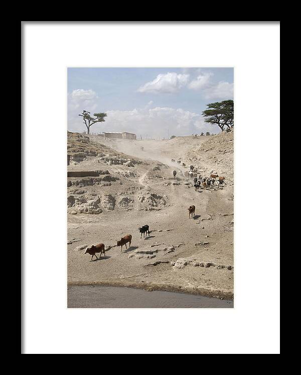 Horn Of Africa Framed Print featuring the photograph Cattle by Frankvandenbergh
