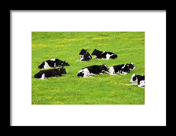 Animal Themes Framed Print featuring the photograph Cattle In Buttercup Meadow In The by Tim Graham