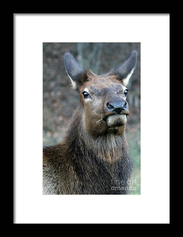 North Carolina Framed Print featuring the photograph Caught With A Mouthful by Jennifer Robin