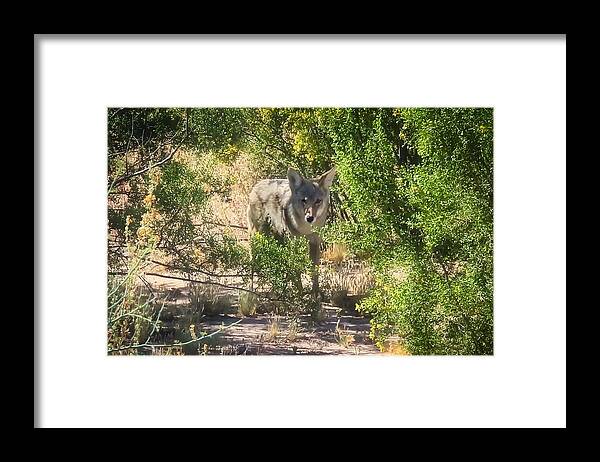 Animals Framed Print featuring the photograph Cautious Coyote by Judy Kennedy