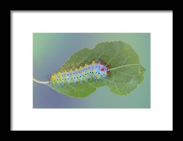 Macro Framed Print featuring the photograph Cecropia Moth Caterpillar by Jimmy Hoffman