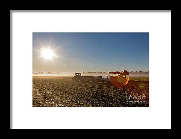 Horticulture Framed Print featuring the photograph Celery Farming by Jim West/science Photo Library