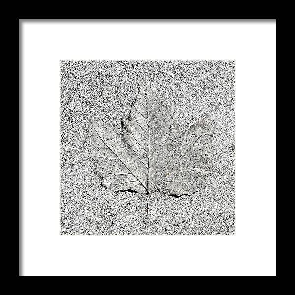  Framed Print featuring the photograph Cement Leaf by Tom Romeo