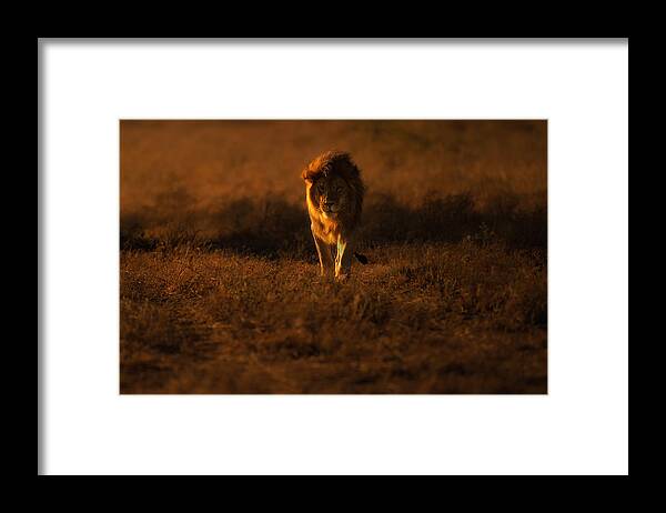 Wildlife Framed Print featuring the photograph Centered by Mohammed Alnaser