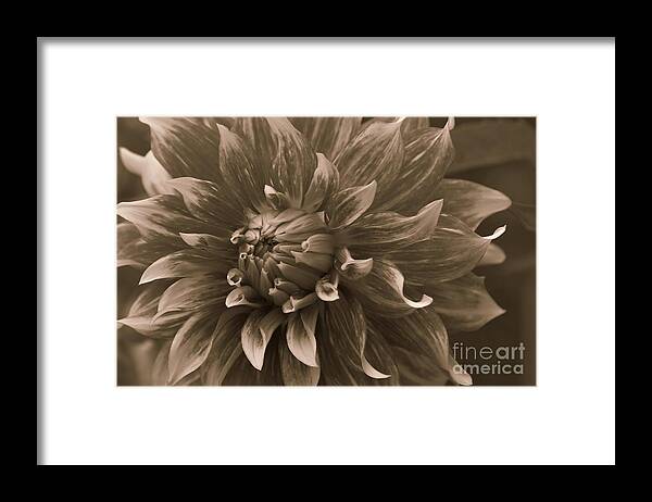 Patterns Of A Dahlia Framed Print featuring the photograph Centerpiece by Sheila Ping