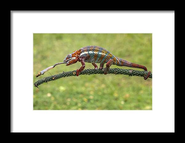Chameleon Framed Print featuring the photograph Chame by Hendy Mp