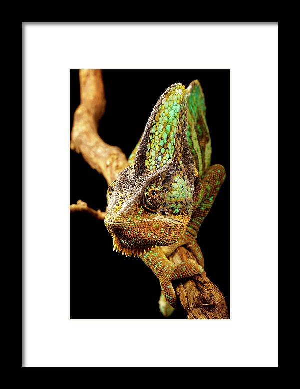 Animal Themes Framed Print featuring the photograph Chameleon by Markbridger