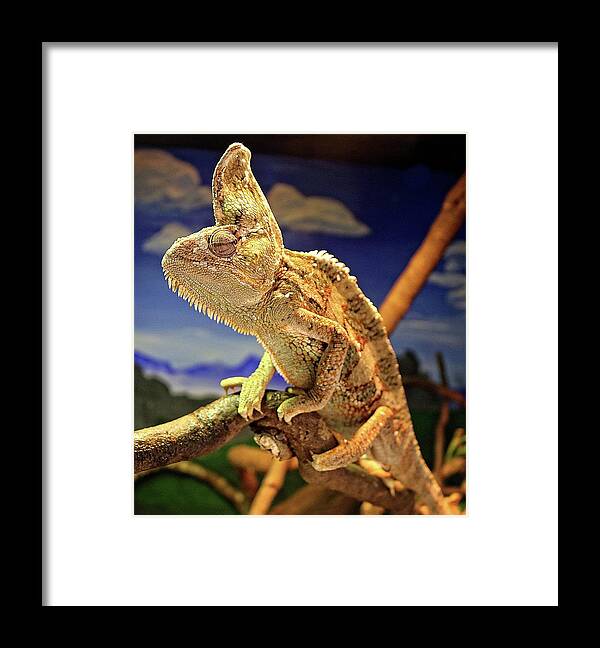 Chamelion Framed Print featuring the photograph Chamelion by Martin Smith