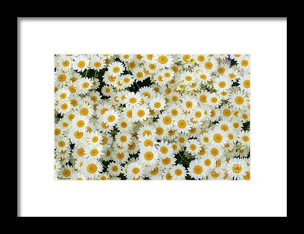 Chamomile Framed Print featuring the photograph Chamomile Flowers Pattern by Tim Gainey