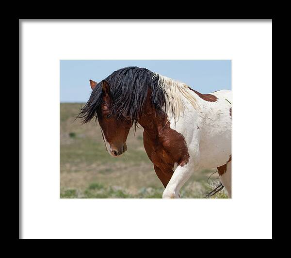  Wild Horses Framed Print featuring the photograph Charger by Mary Hone