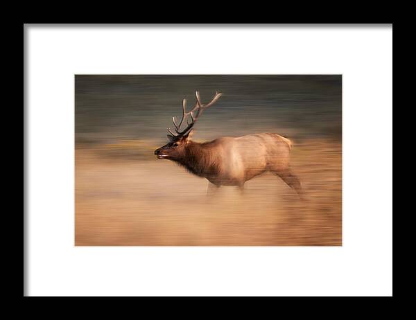 Wild Framed Print featuring the photograph Charging Bull by Siyu And Wei Photography