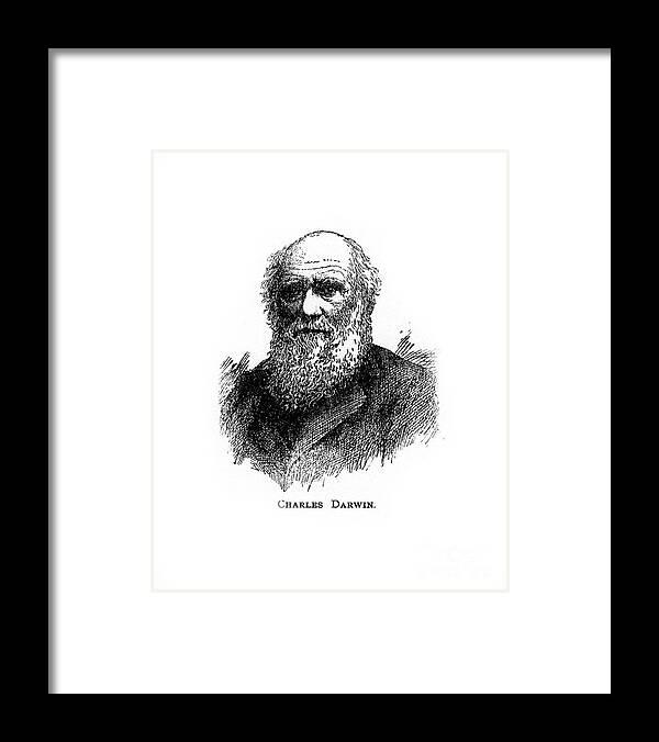Engraving Framed Print featuring the drawing Charles Darwin, 19th Century British by Print Collector