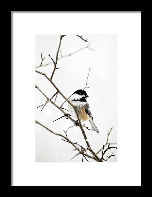 Chickadee Framed Print featuring the photograph Charming Winter Chickadee by Christina Rollo
