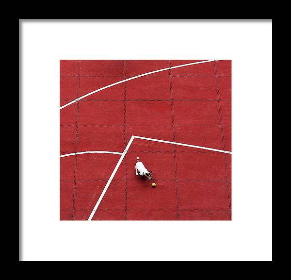 Dog Framed Print featuring the photograph Chasing The Ball by Arnon Orbach